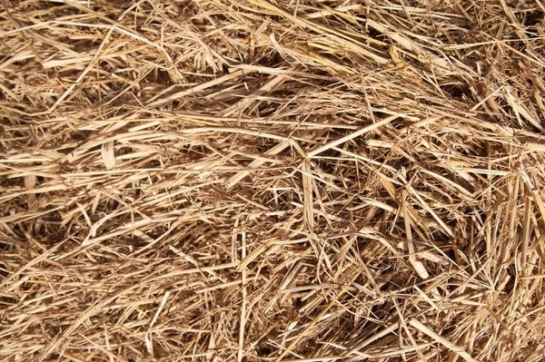 我國生物質資源豐富 我國生物質資源豐富