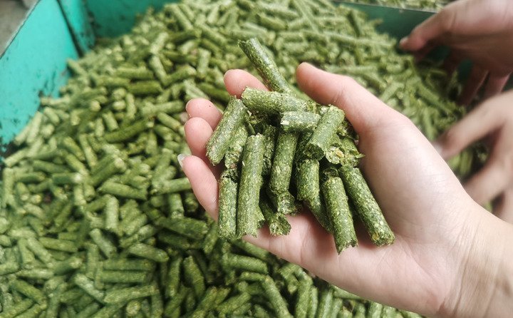 秸稈顆粒機加工的秸稈飼料顆粒 秸稈顆粒機加工的秸稈飼料顆粒